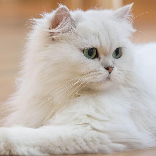 Persian Cat Rescue Uk Vernita Kidwell   Persian Long Hair.2 